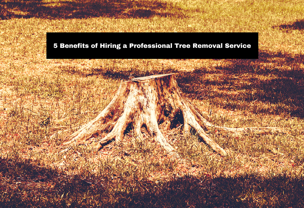 5-benefits-of-hiring-a-professional-tree-removal-service